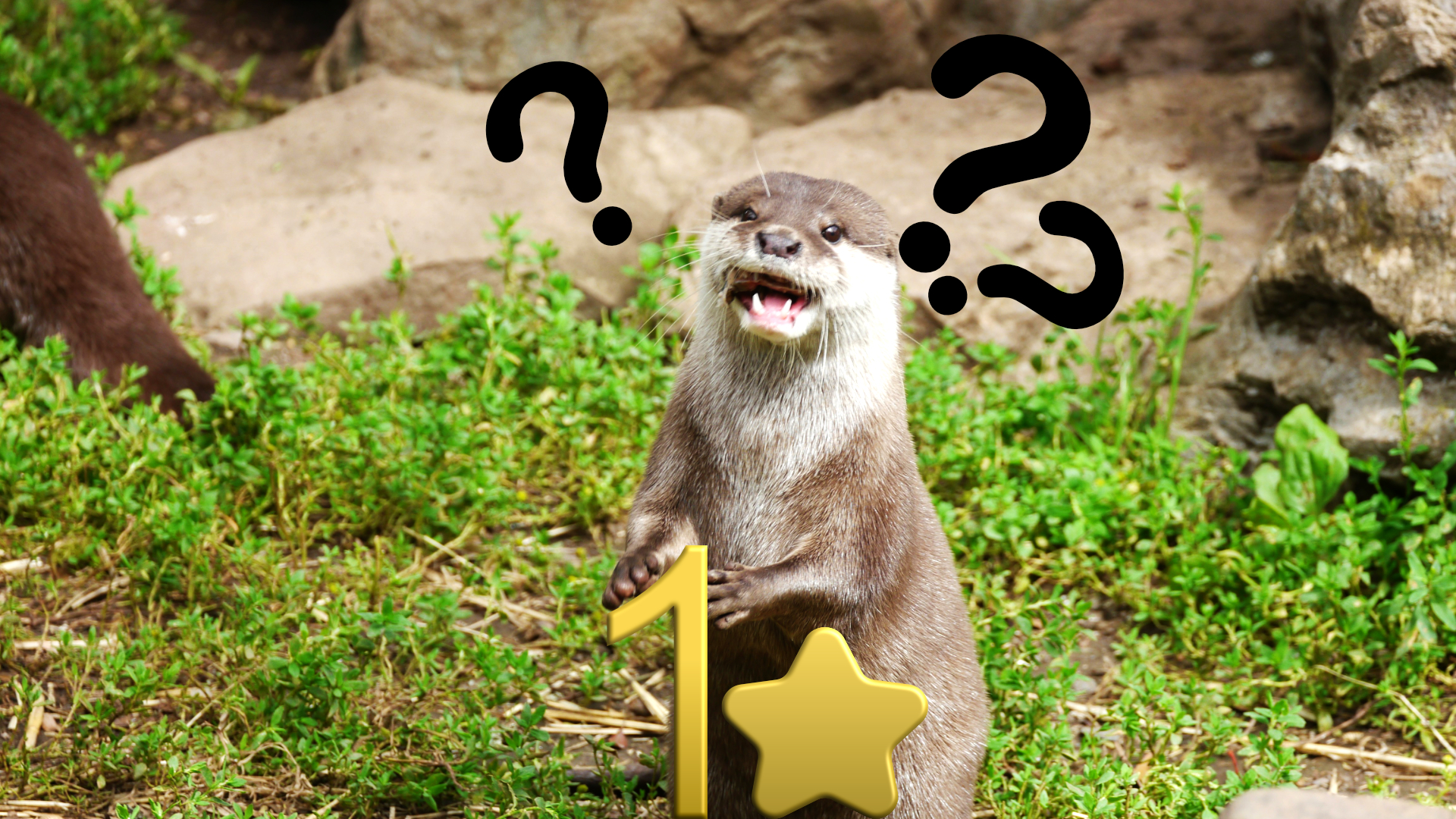A puzzled otter with question marks around his head standing with a golden 1 star.